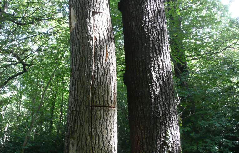 Bat roosts