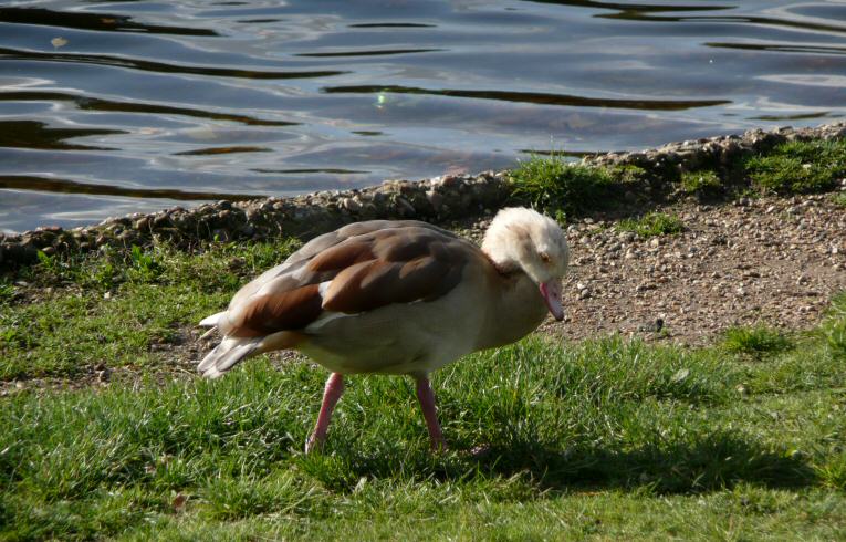 Egyptian Goose