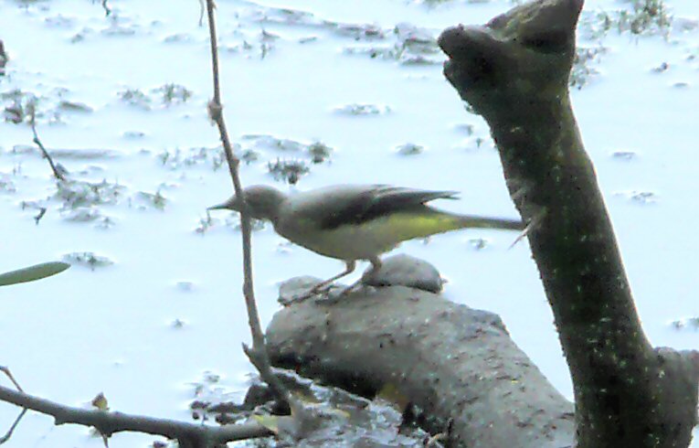 Grey Wagtail
