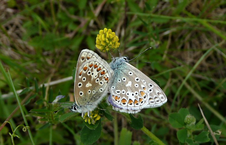 Common Blue