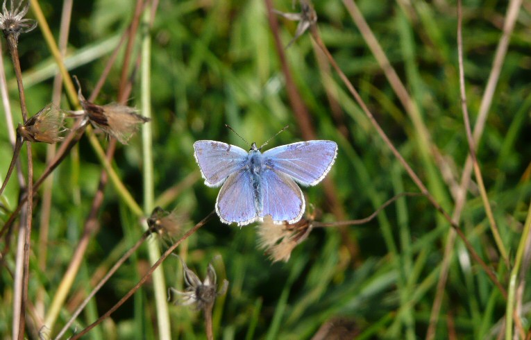 Common Blue