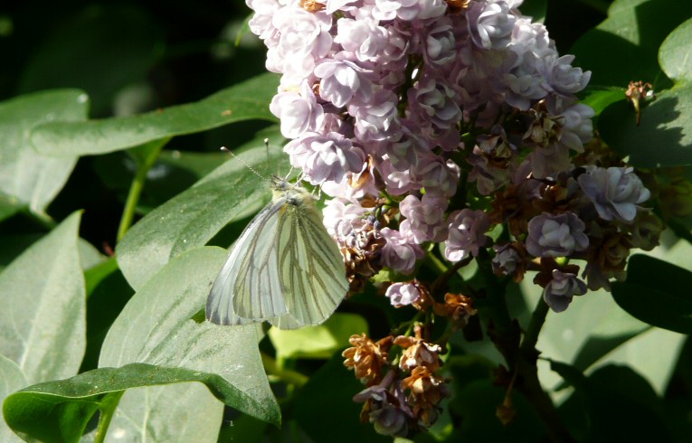 GreeGreen Veined White
