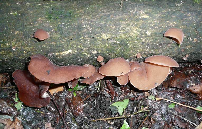 Auricularia auricula-judae