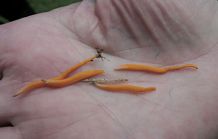 Clavulinopsis sp.