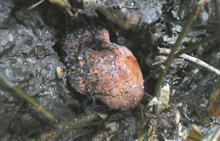 Fistulina hepatica