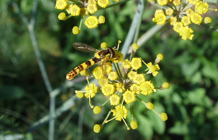 Hoverfly Sphaerophoria scripta