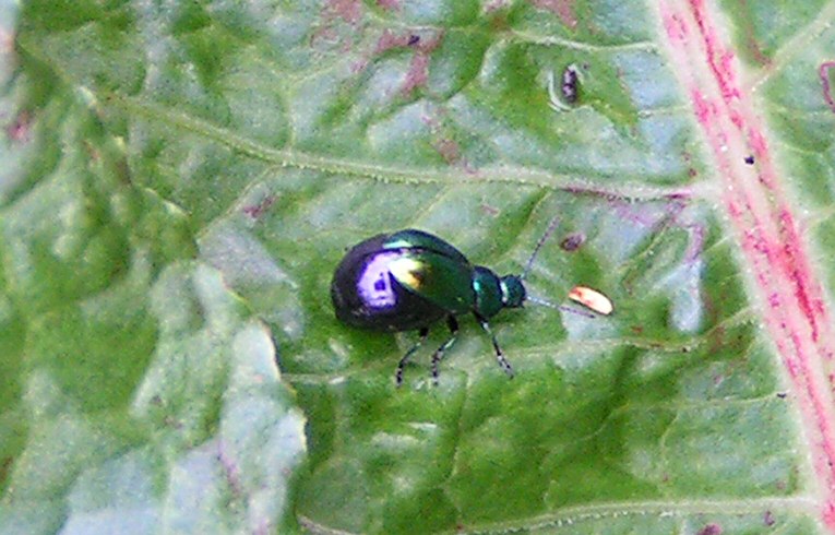 Altica sp. ?