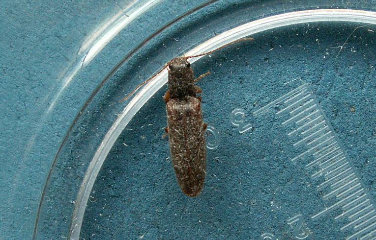 Click Beetle