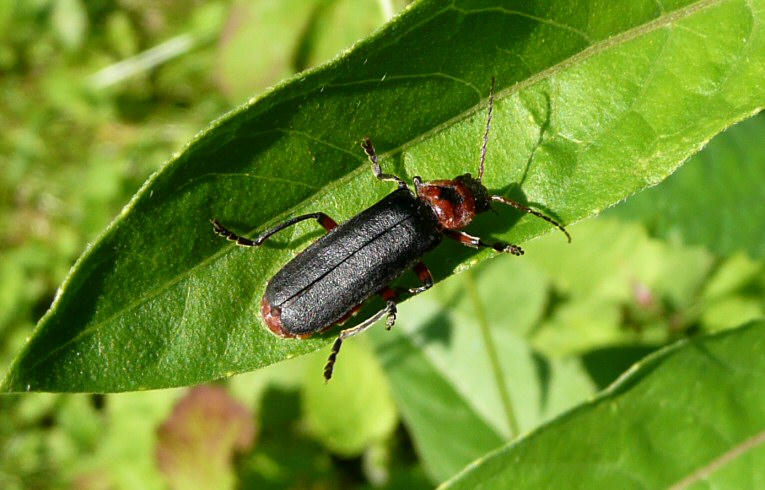 Cantharis fusca