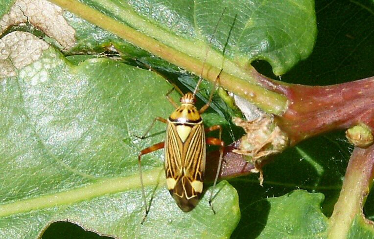 Calocoris quadripunctatus
