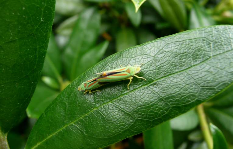 Graphocephala fennahi