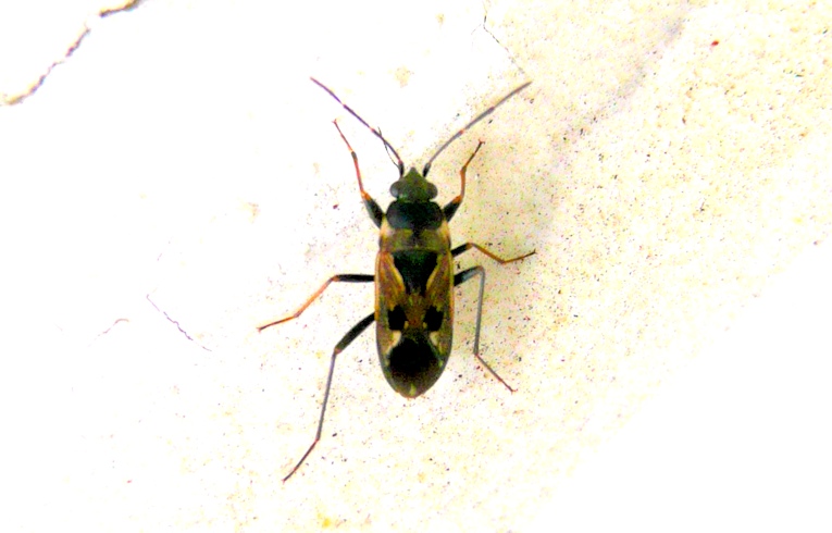 Rhyparochromus pini