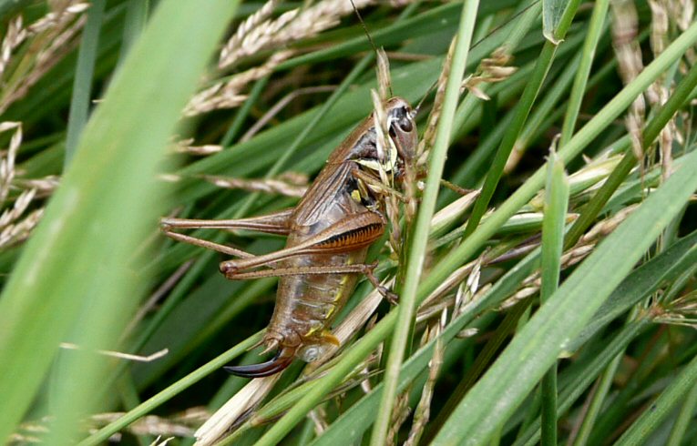 august Roesel's Bush-cricket