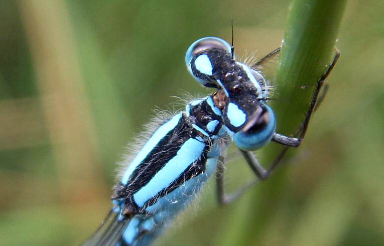 Enallagma cyathigera