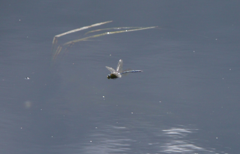 dragonfly_Anax_imperator