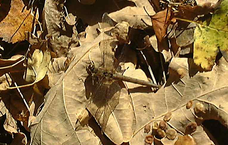 Common Darter Sympetrum striolatum