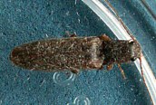 Agrypnus murinus