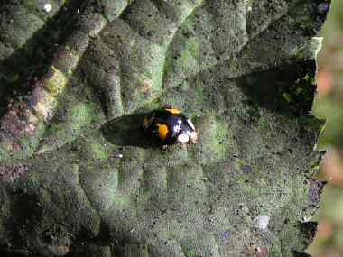 Melanic Two-spot Ladybird (Adalia bipunctata)