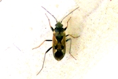 Rhyparochromus pini