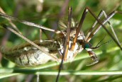 Nephrotoma appendiculata