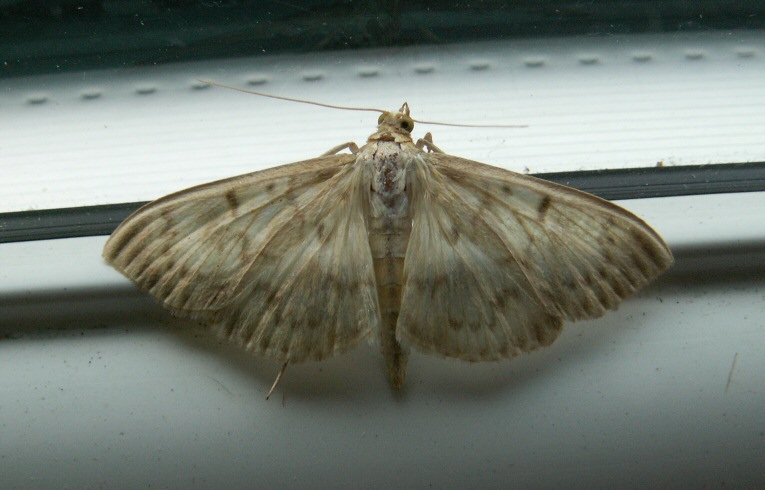 Pleuroptya ruralis