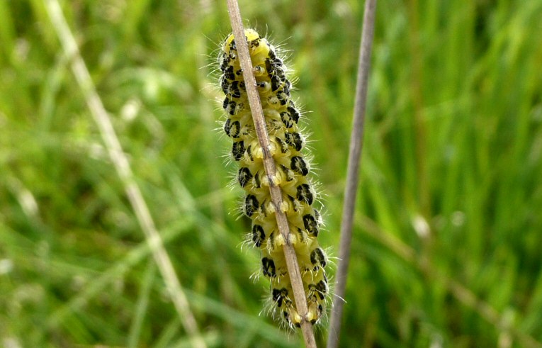 Six-spot Burnet
