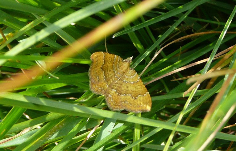 Yellow Shell