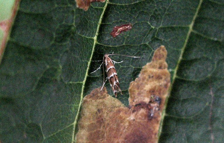 Cameraria ohridella