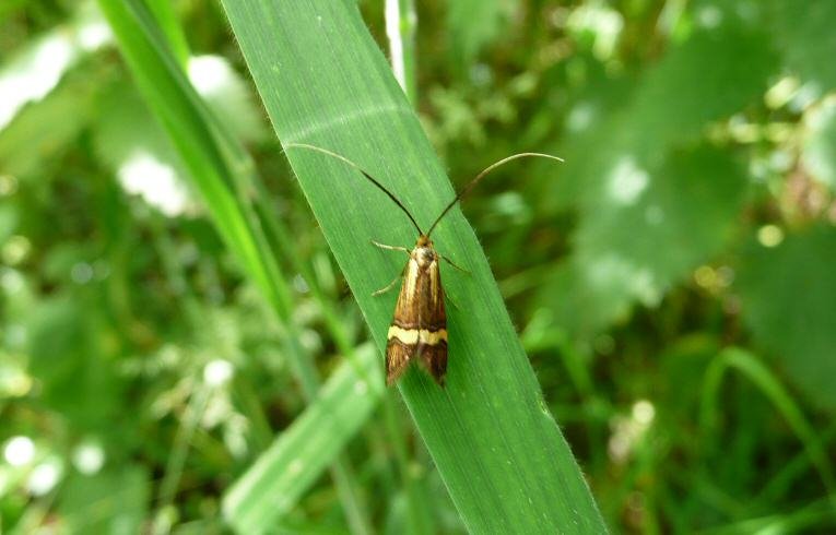 Nemophora degeerella