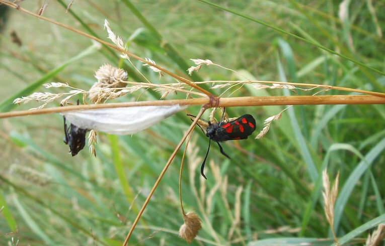 Zygaena filipendulae