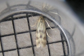 unidentified