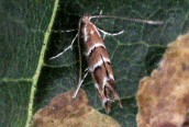 Cameraria ohridella