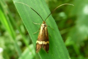 Longhorn Moth