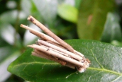 Bagworm