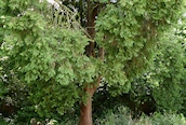 Lawson's Cypress 