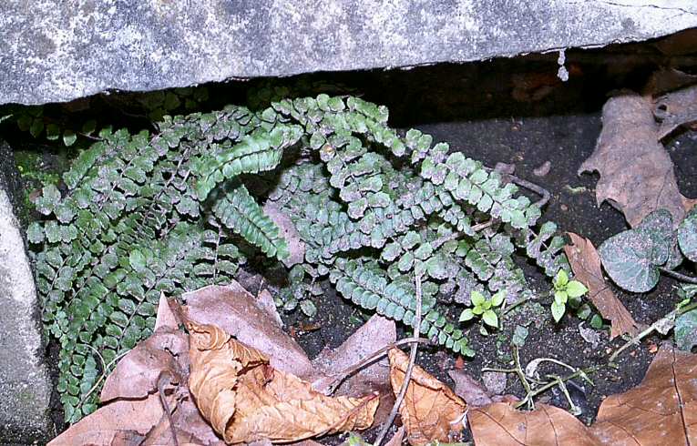 Asplenium trichomanes