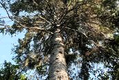 Norway Spruce