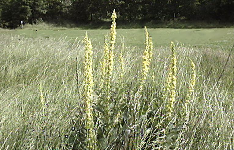 Dark Mullein Verbascum nigrum