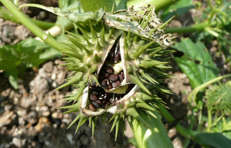 Thorn Apple