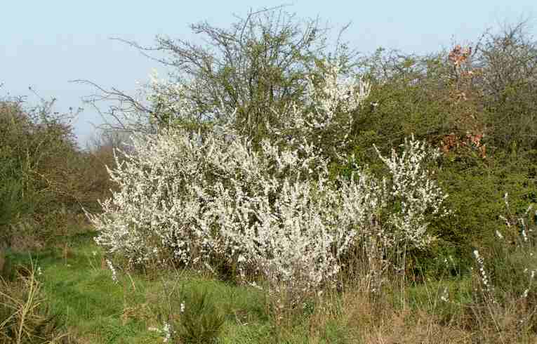 Blackthorn