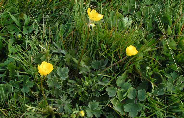 Bulbous Buttercup