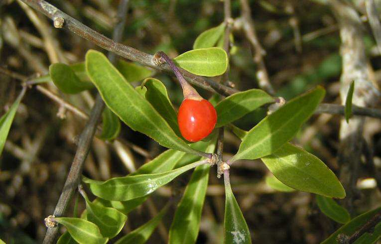 Duke of Argyll's Tea-tree Lycium barbarum