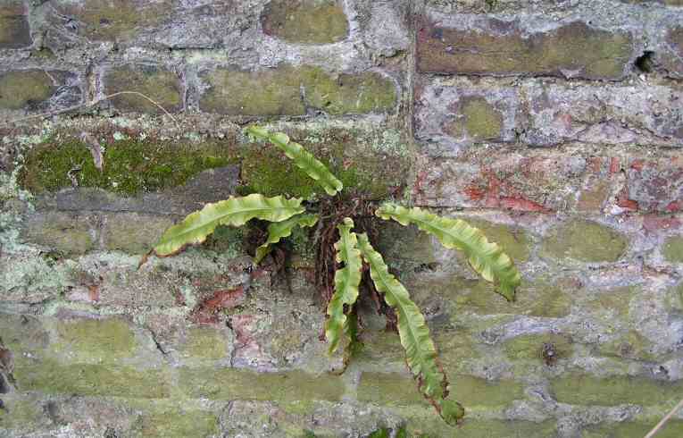 Hart's Tongue Fern