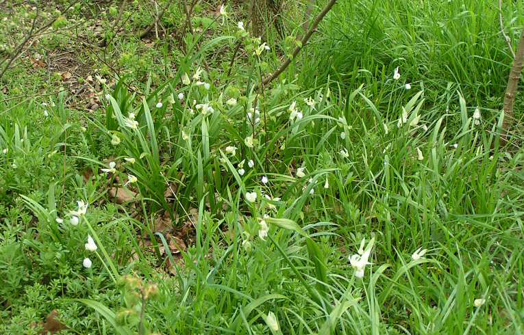 Few-flowered Leek