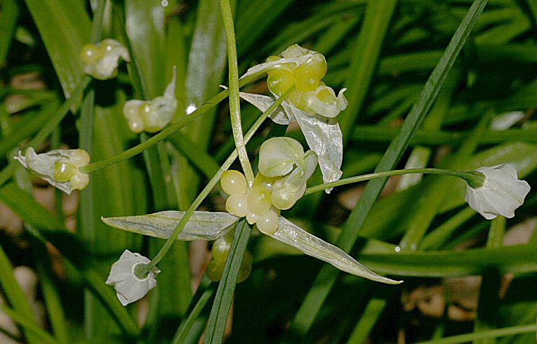 Few-flowered Garlic Allium paradoxum