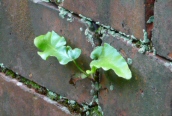 Hart's-tongue Fern