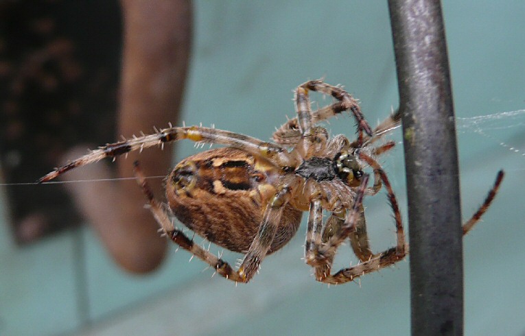 Araneus diadematus