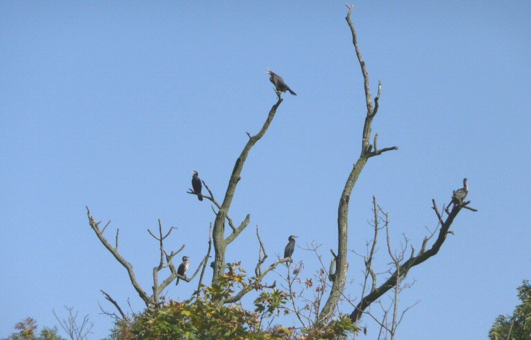 Cormorants