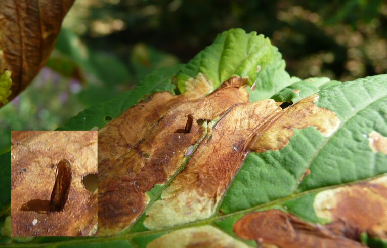 Horse Chestnut Leaf Miner damage
