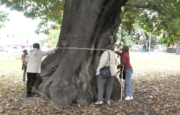 Sweet Chestnut